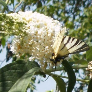 Iphiclides podalirius