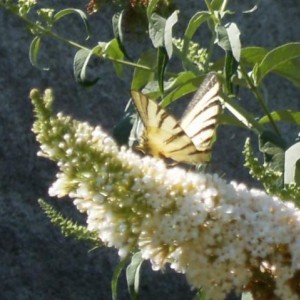 Iphiclides podalirius