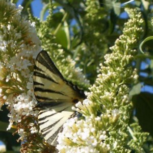 Iphiclides podalirius