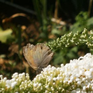 Maniola jurtina maschio (?)