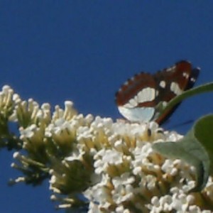 Limenitis reducta amaranto