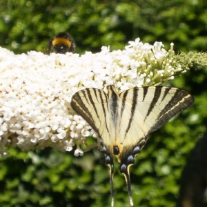 Bombo e Iphiclides podalirius