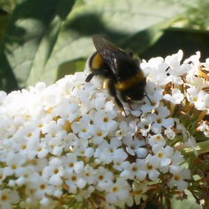 Bombus terrestris