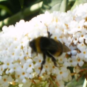 Bombus terrestris