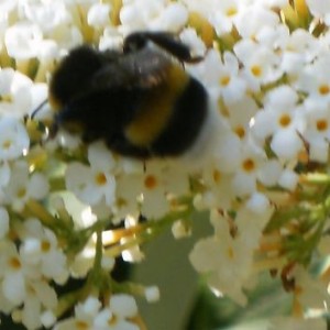 Bombus terrestris