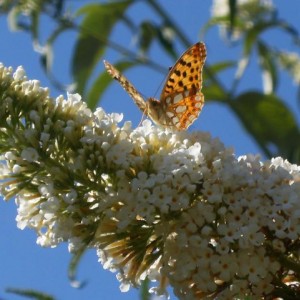 Issoria lathonia (Latonia)