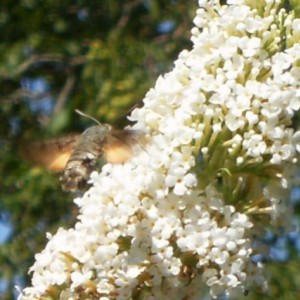 Macroglossum stellatarum  nota anche come Sfinge del galio o Sfinge colibrì o, ancora, Farfalla colibrì