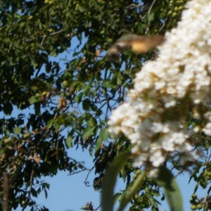 Macroglossum stellatarum  nota anche come Sfinge del galio o Sfinge colibrì o, ancora, Farfalla colibrì