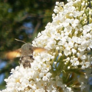 Macroglossum stellatarum  nota anche come Sfinge del galio o Sfinge colibrì o, ancora, Farfalla colibrì