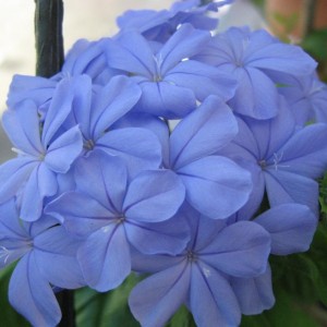 Fioritura di plumbago