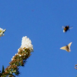 Bombo e farfalla in volo