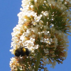 Bombus terrestris