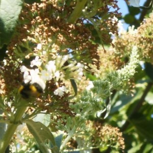 Bombus terrestris