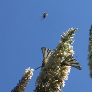 Due  Iphiclides podalirius e (non a fuoco) Macroglossum stellatarum  (Sfinge del galio conosciuto anche col nome di farfalla sfinge o sfinge colibrì)