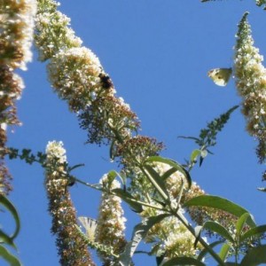 Bombo e Pieris brassicae (Cavolaia maggiore)