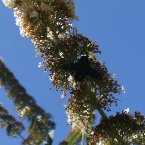 Xylocopa valga