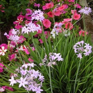 030tulbaghia violacea