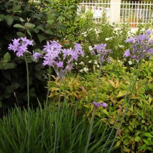 004tulbaghia violacea