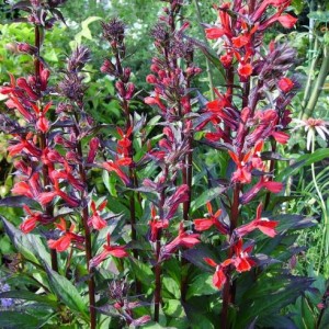 010lobelia cardinal