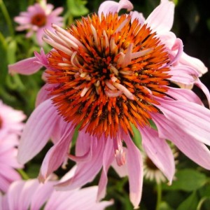 024echinacea