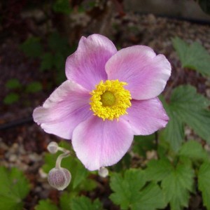 003anemone