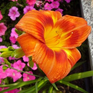 005hemerocallis mozart