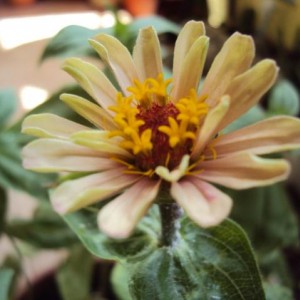zinnia