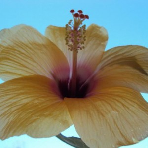 hibiscus