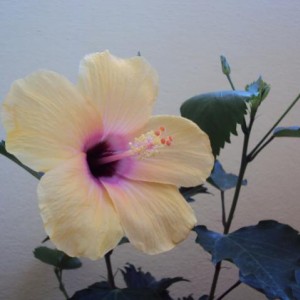 hibiscus 002