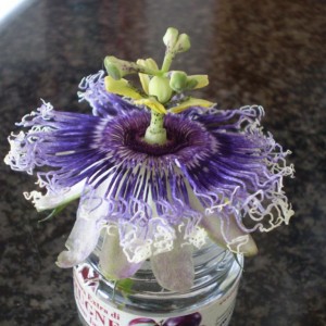 Fiore di passiflora Byron Beauty