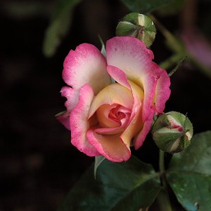 Rosa nana