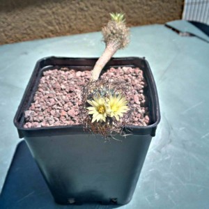 turbinicarpus krainzianus v. minimus 2