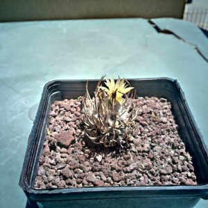 turbinicarpus flaviflorus s. rita del rucio