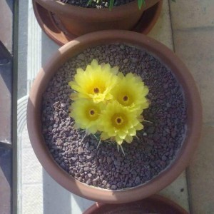 notocactus submammulosus