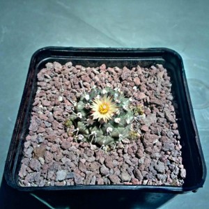 turbinicarpus swobodae