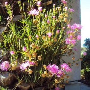 foto ezzi 002
