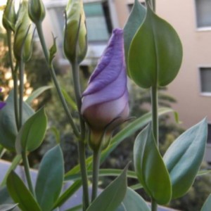 Lisianthus2