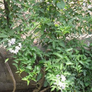 solanum jasminoides