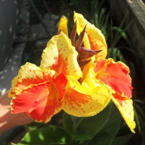 canna indica