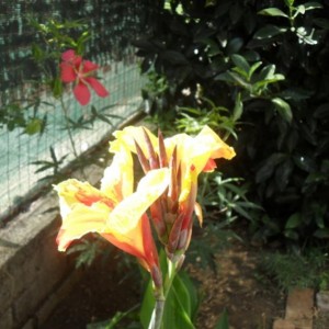 canna indica