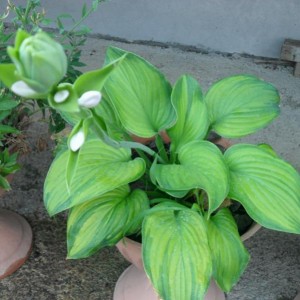 hosta