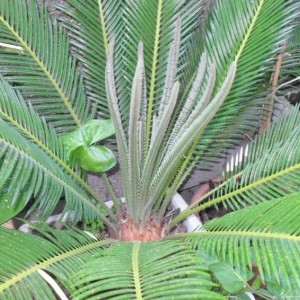 cycas 1