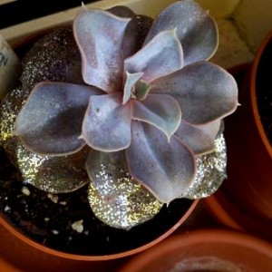 Echeveria Perla di Norimberga