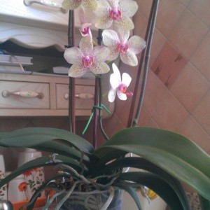 Phalaenopsis Sorrento