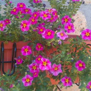 Calibrachoa Superbells Cherry Star