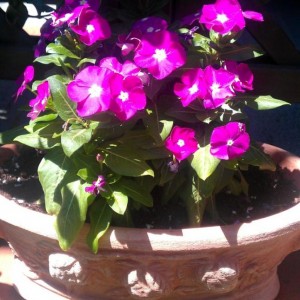 Catharanthus Roseus