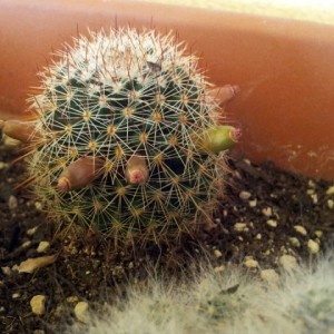 Mammillaria sp.