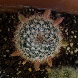 Mammillaria sp.