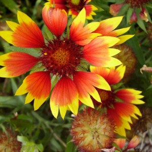 022
gaillardia