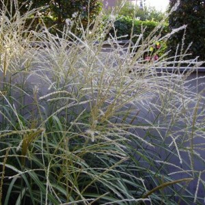 016
pennisetum